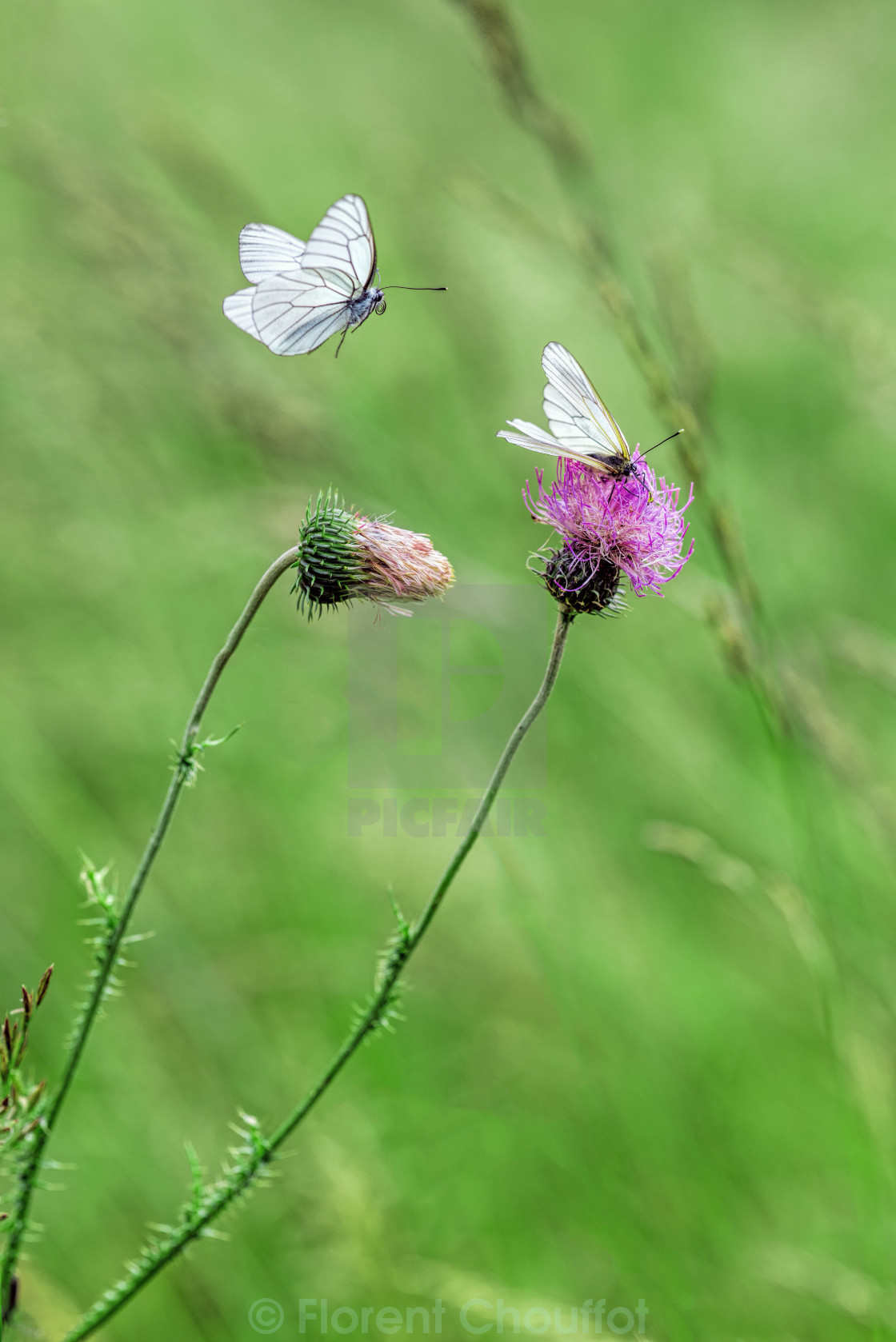 "Butterflies in flight" stock image