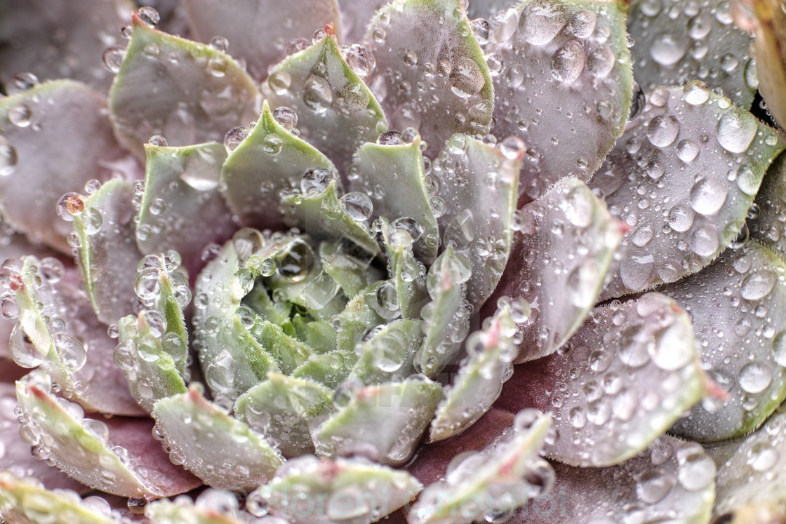 "Succulent plant and water droplets" stock image