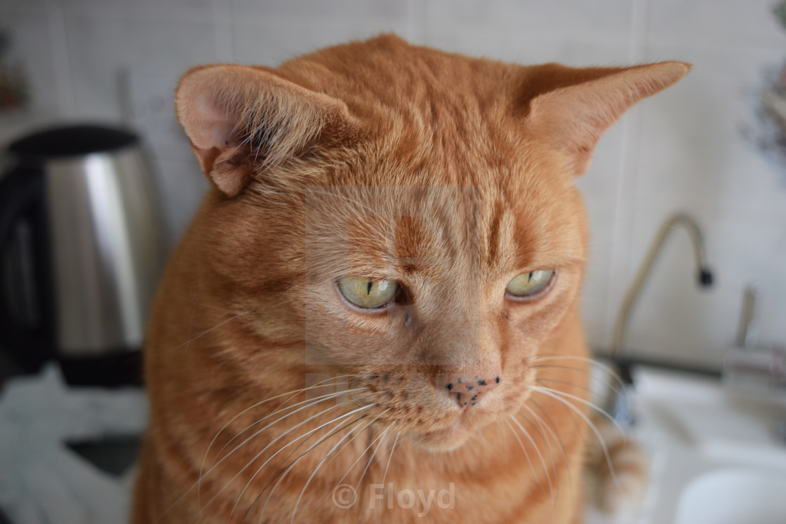 Ginger Tom Cat License Download Or Print For 12 40 Photos