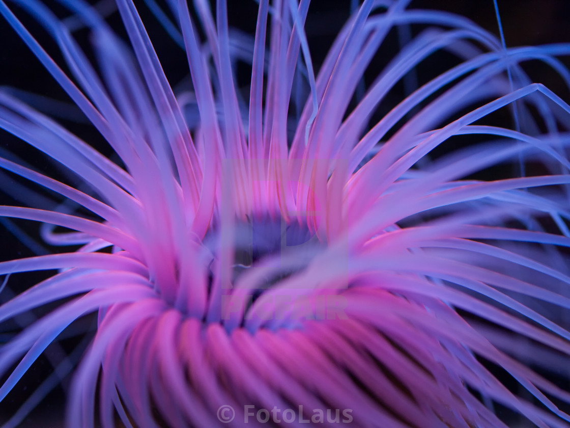 Pink Sea Anemone - License, download or print for £ | Photos | Picfair