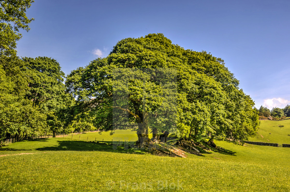 Group Of Trees On A Green Meadow License Download Or Print For 12 40 Photos Picfair