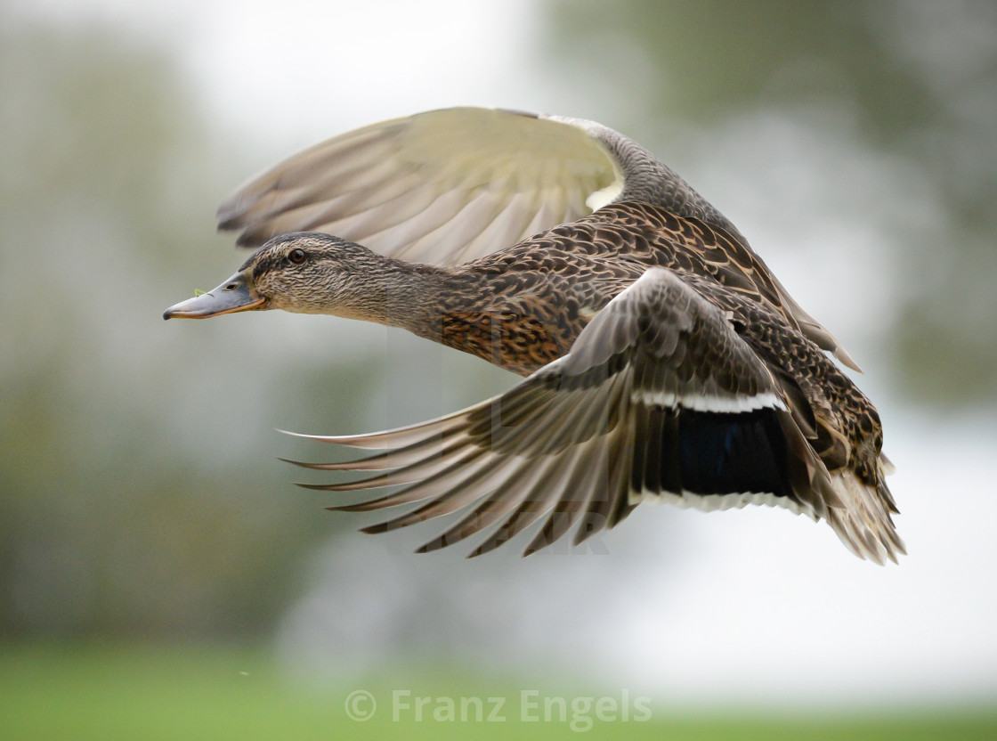 "Flying duck" stock image