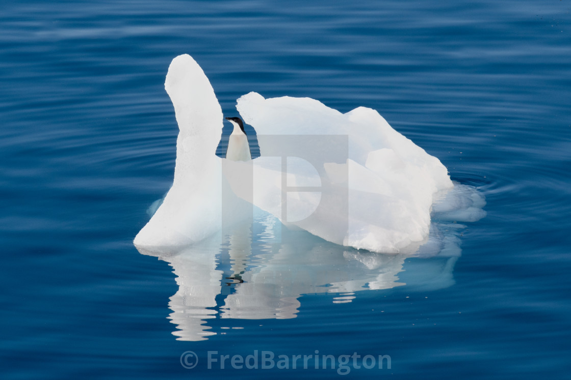 "Adele Penguin floating past on an iceberg" stock image