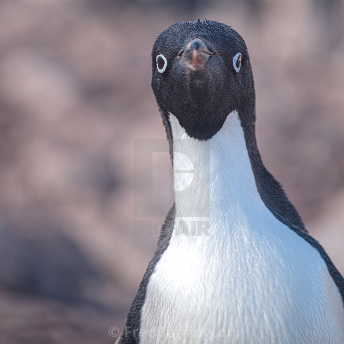 "Curious Adelie" stock image