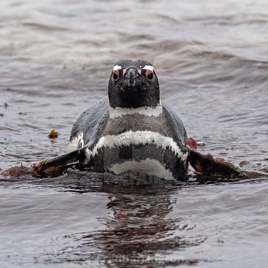 "Magellanic Penguin swimming" stock image