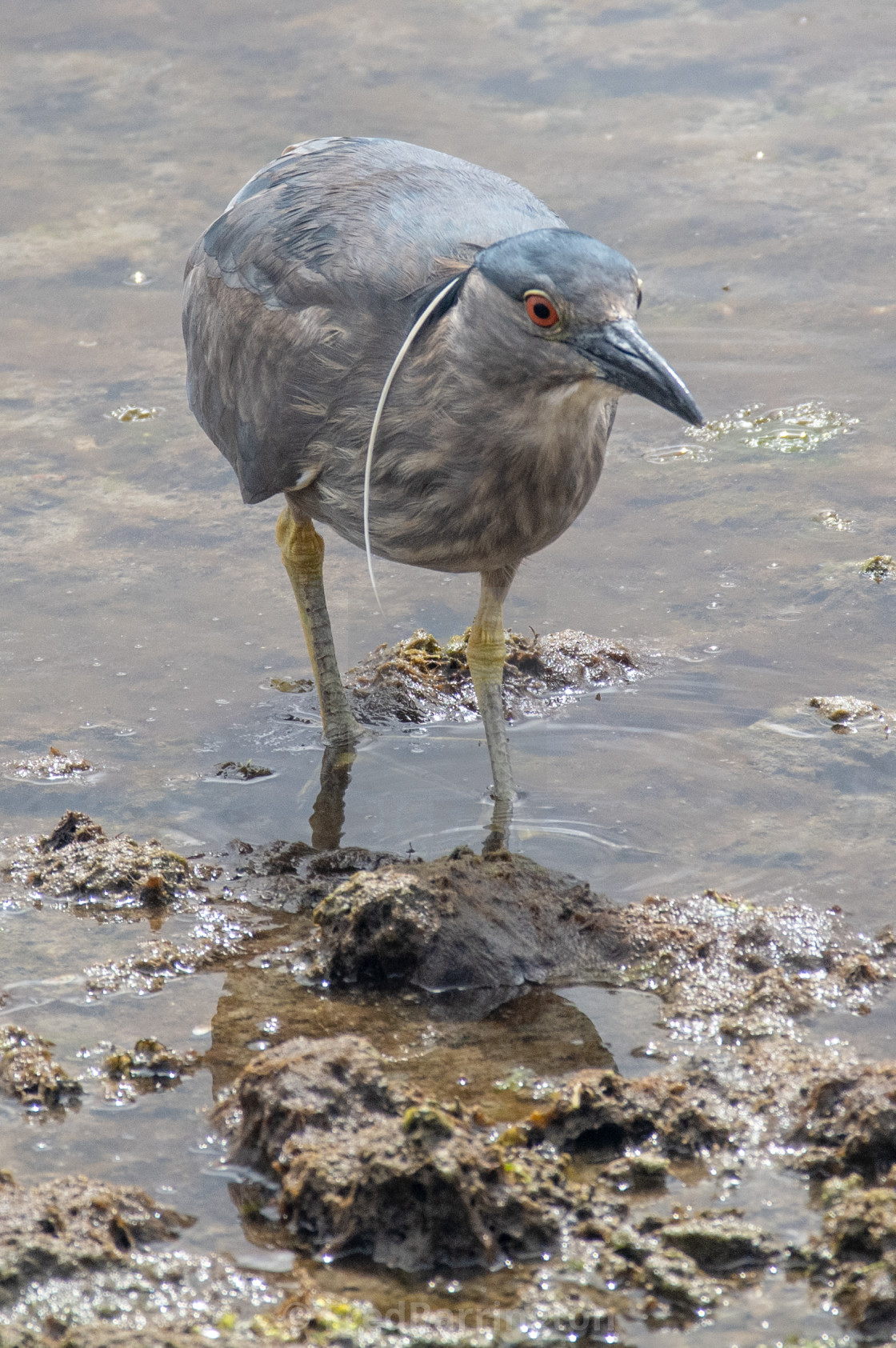 "Black-Crowned Night Heron" stock image