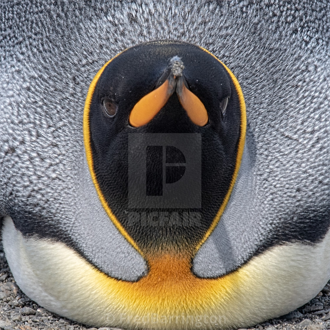 "King Penguin" stock image