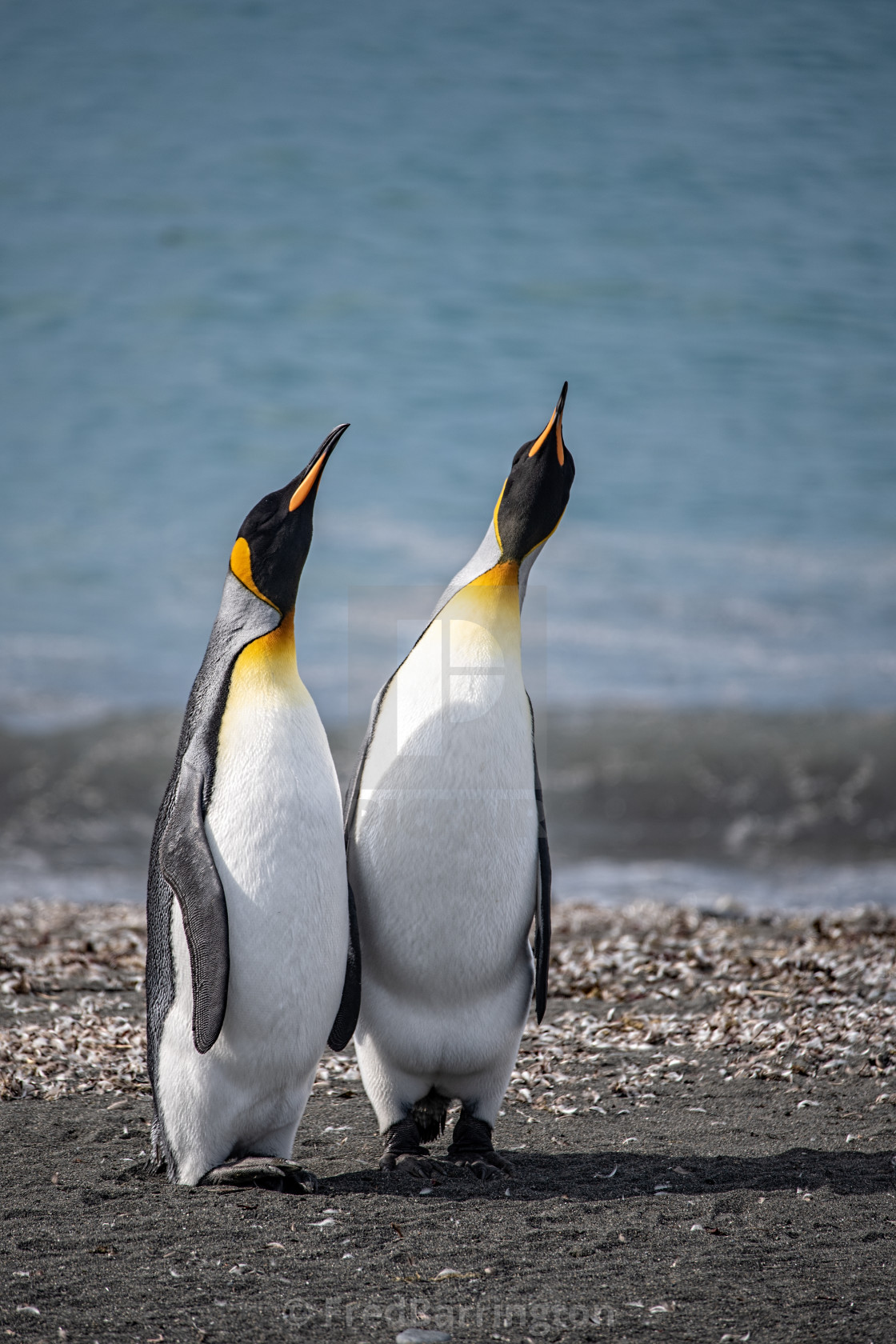 "King Penguins looking up" stock image