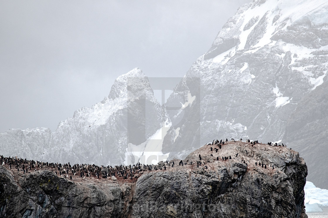 "Chinstrap penguins at Elephant Island" stock image