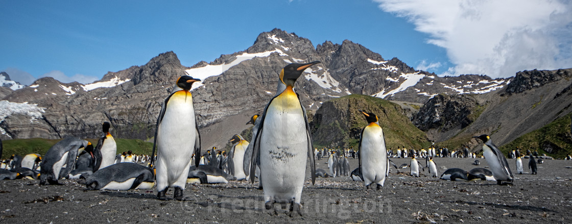 "King Penguins at Gold Harbour" stock image