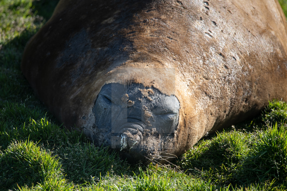 "Elephant Seal Sheeding its skin" stock image