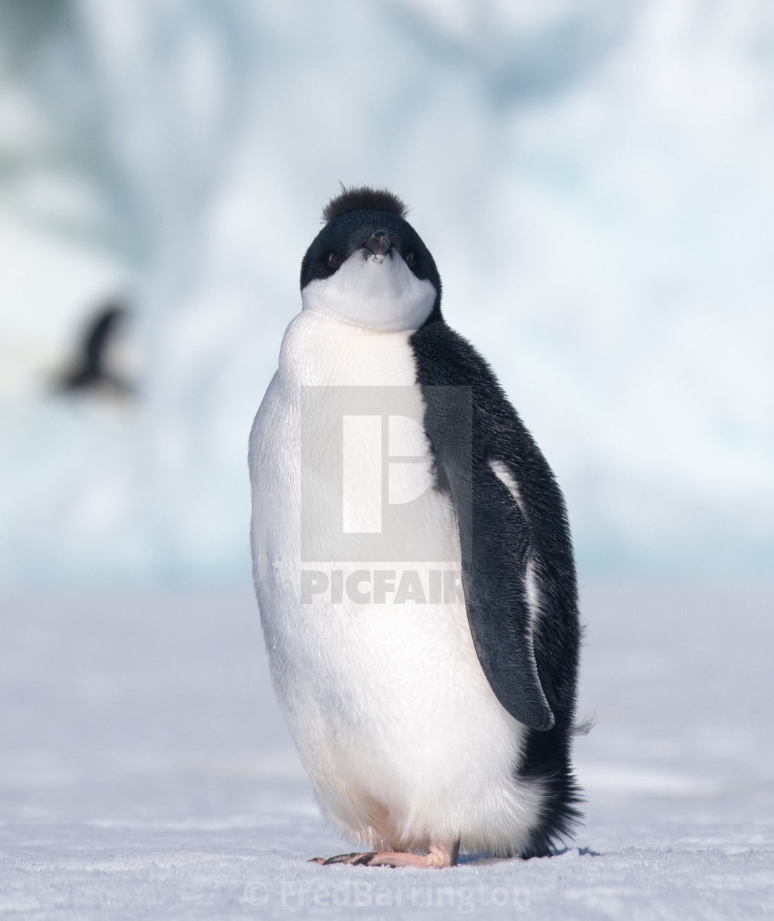 "Young Adelie Penguin" stock image