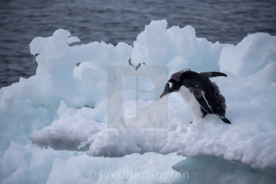 "Adelie about to jump off a growler" stock image