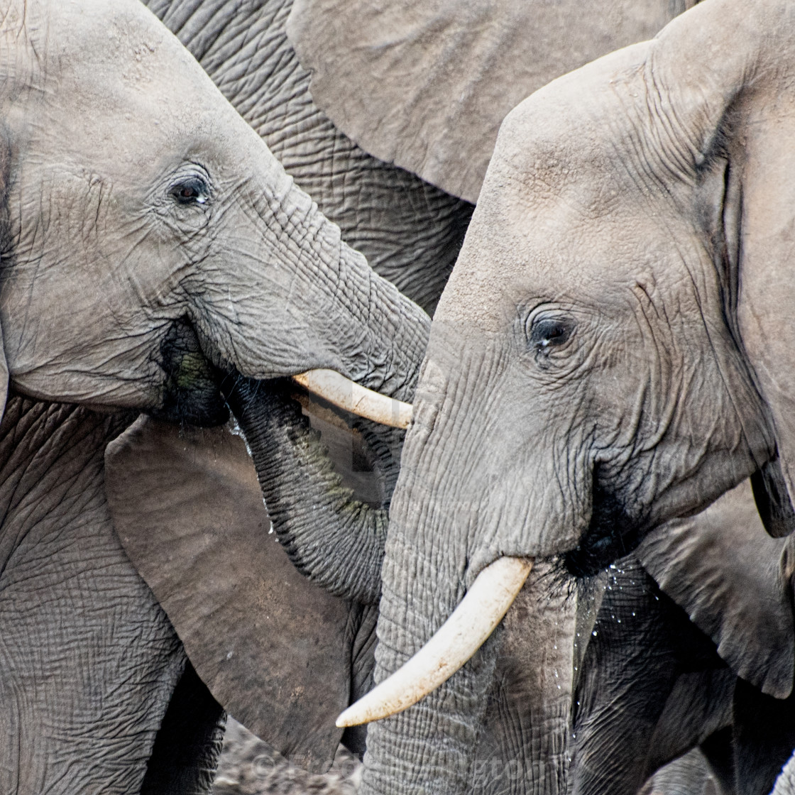 "Elephants, Tuli" stock image