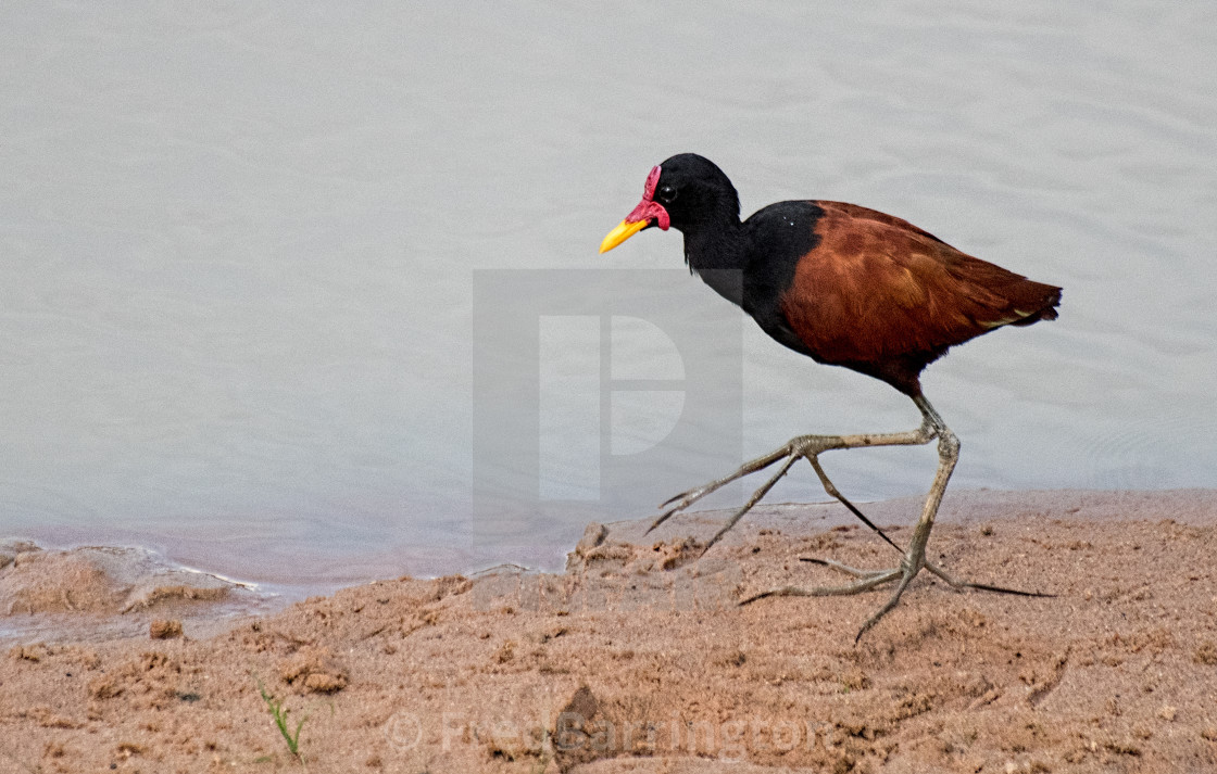 "Wattled Jacana" stock image