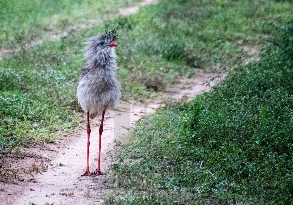 "Red-Legged Seriema" stock image