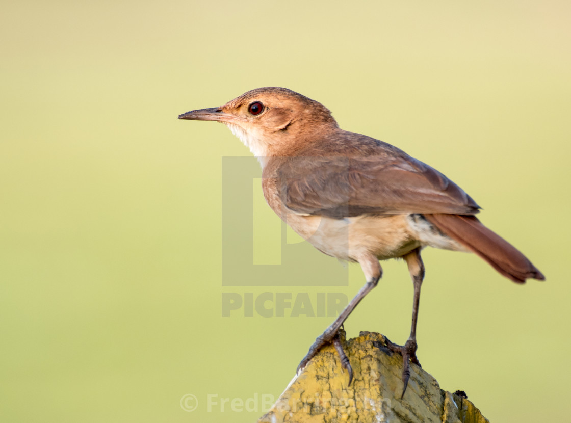 "rufous hornero" stock image