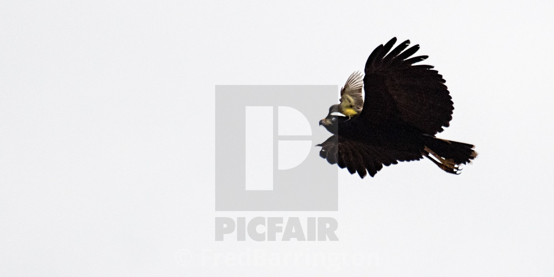 "Duel in the Sky - Kiscadee harrassing a Great Black Hawk" stock image