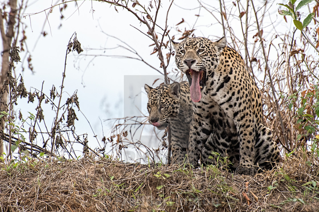 "Jaguar mother and child" stock image