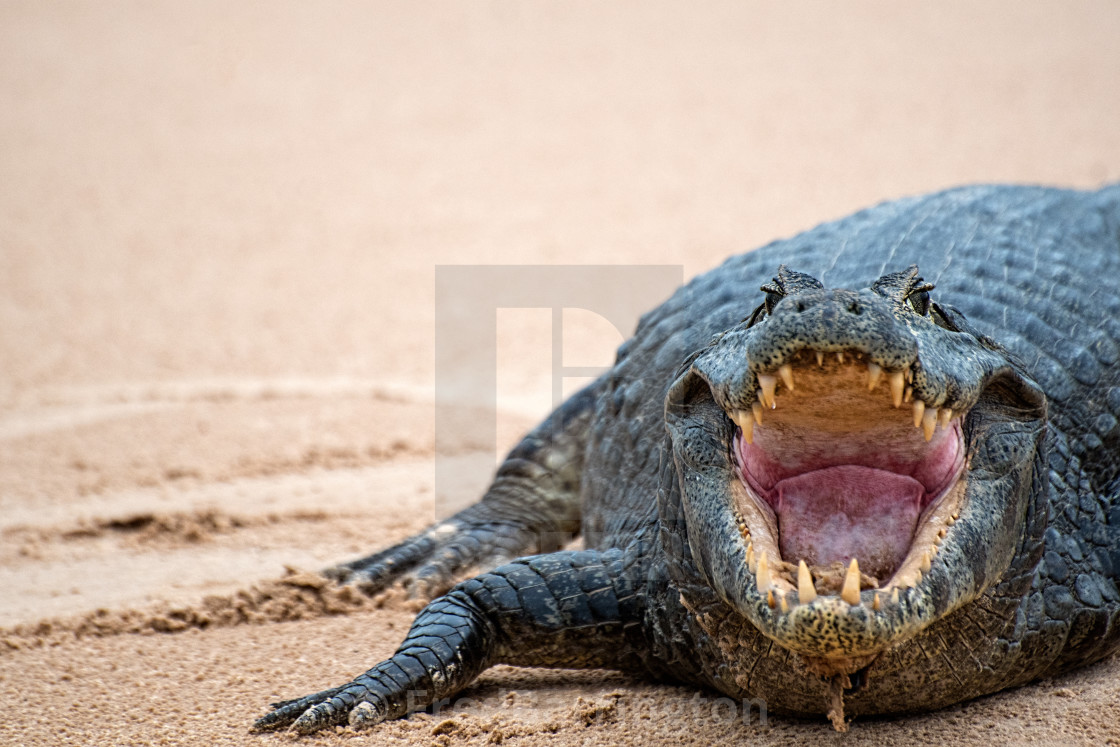 "Open wide!" stock image