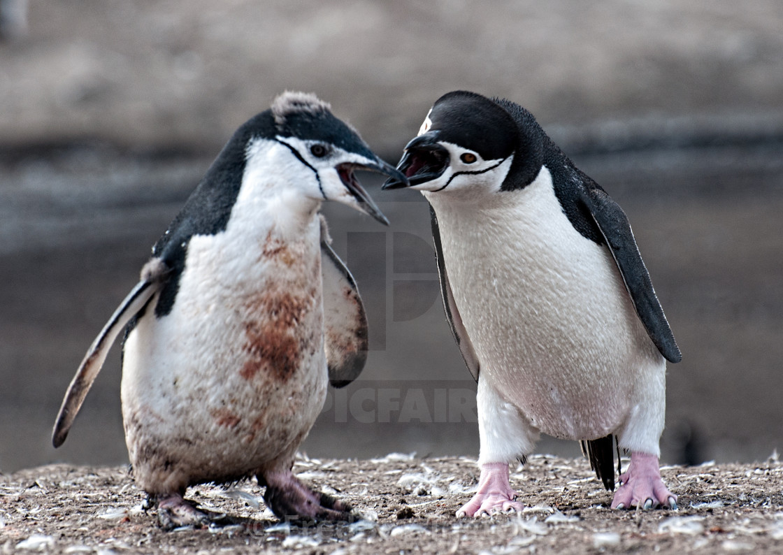 "Young Chinstrap Penguins" stock image