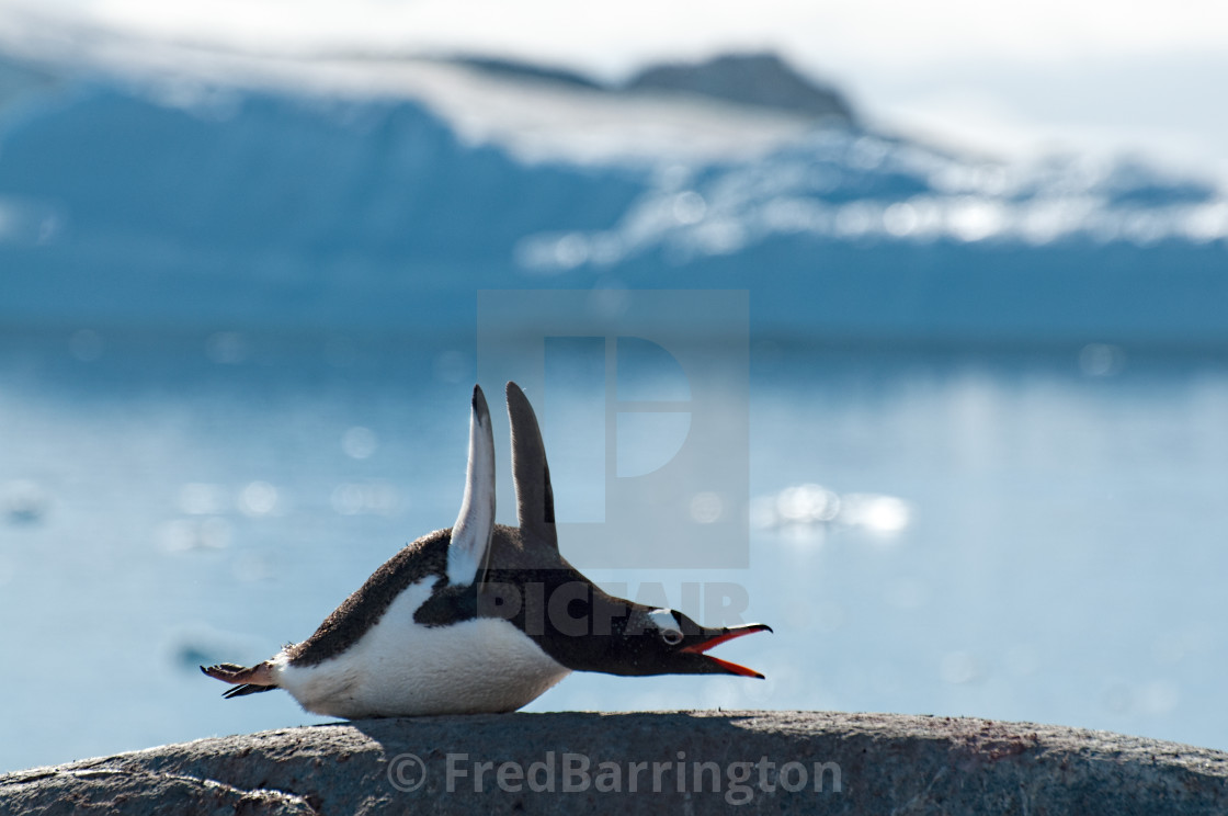 "Penguin Pilates!" stock image