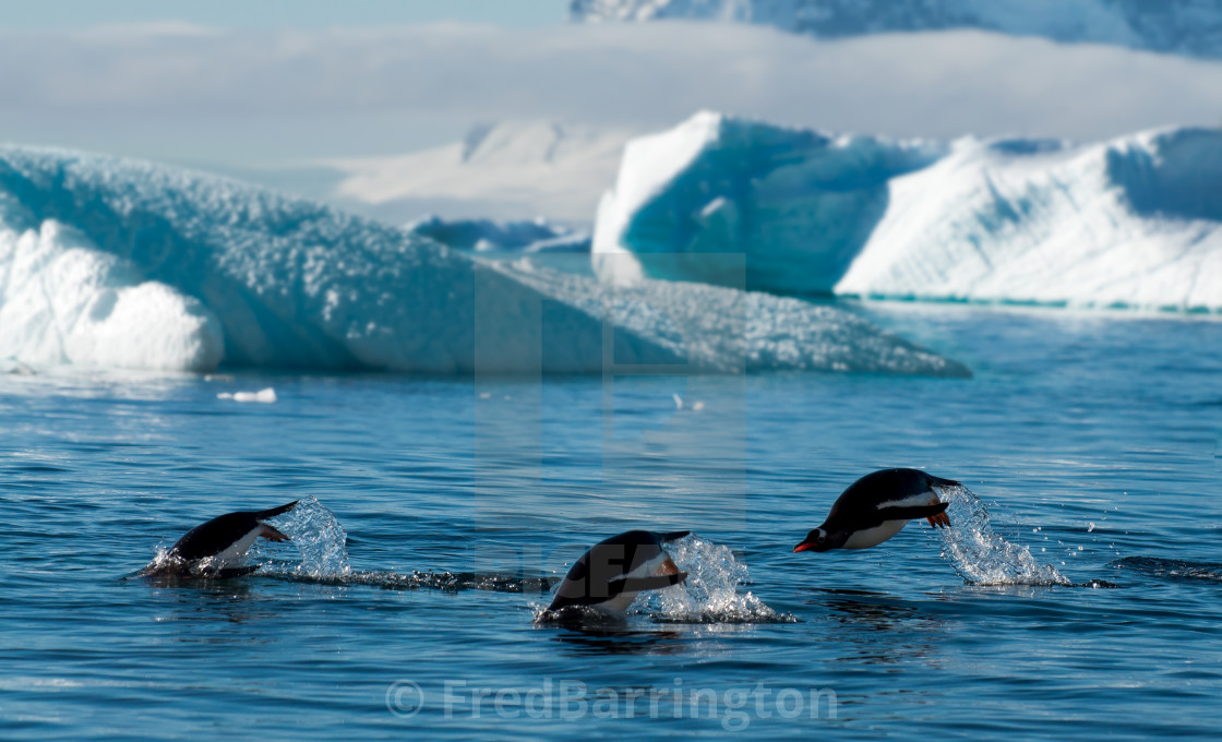 "Gentoo penguins" stock image