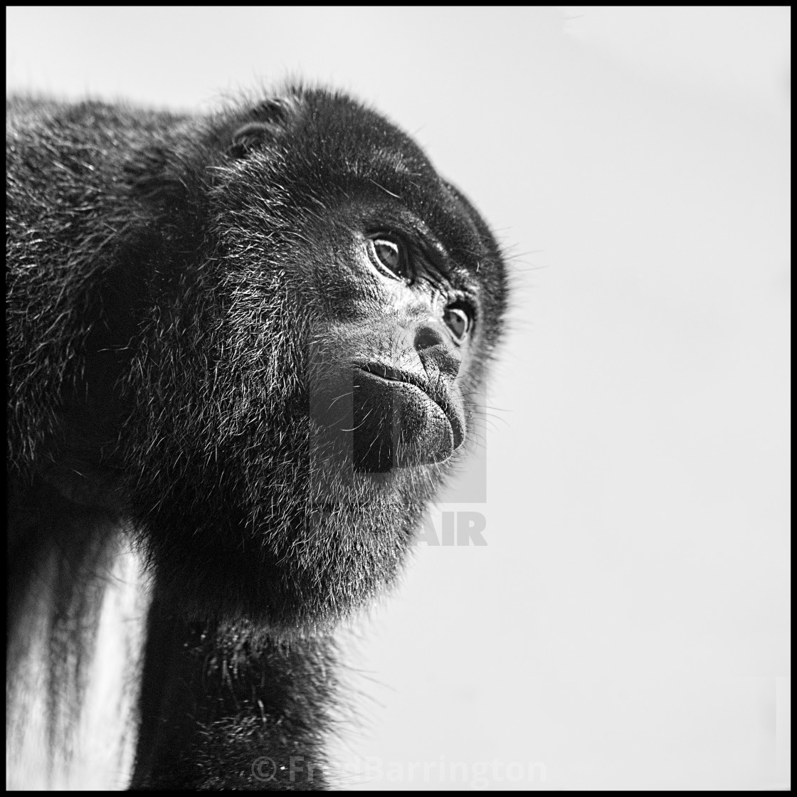 "Howler Monkey" stock image