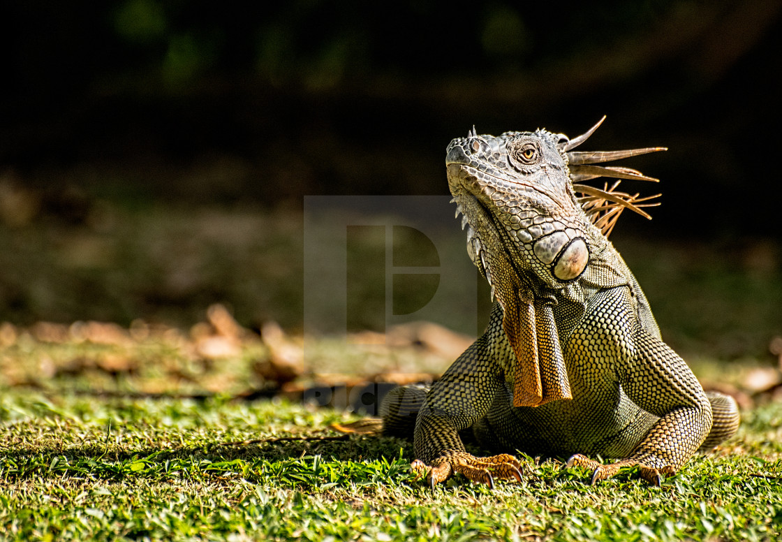 "green iguana" stock image