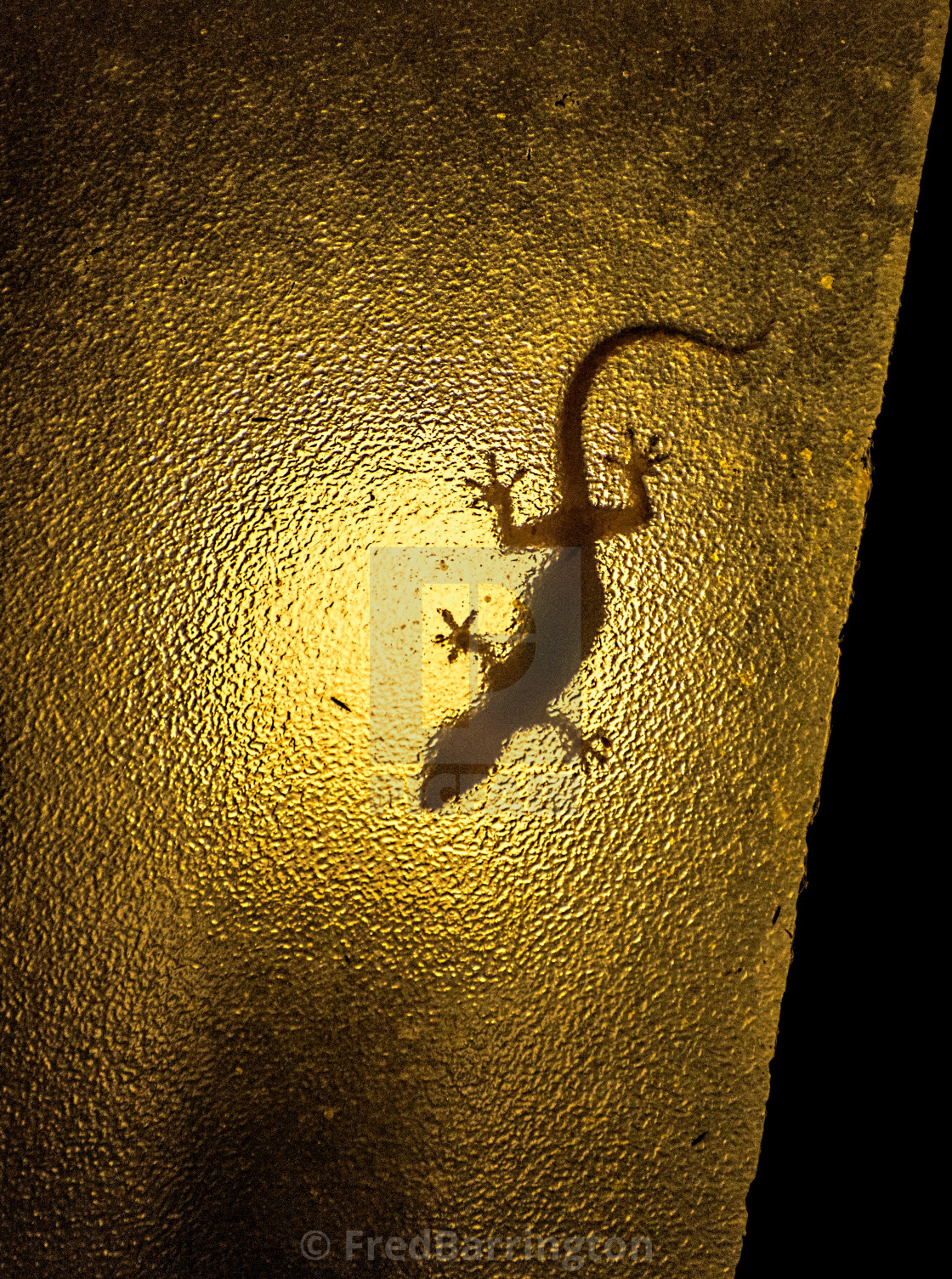 "Lizard on the Lamp" stock image