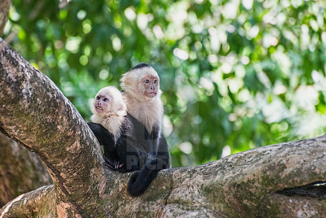 "White Faced Monkey - Mother and Child" stock image