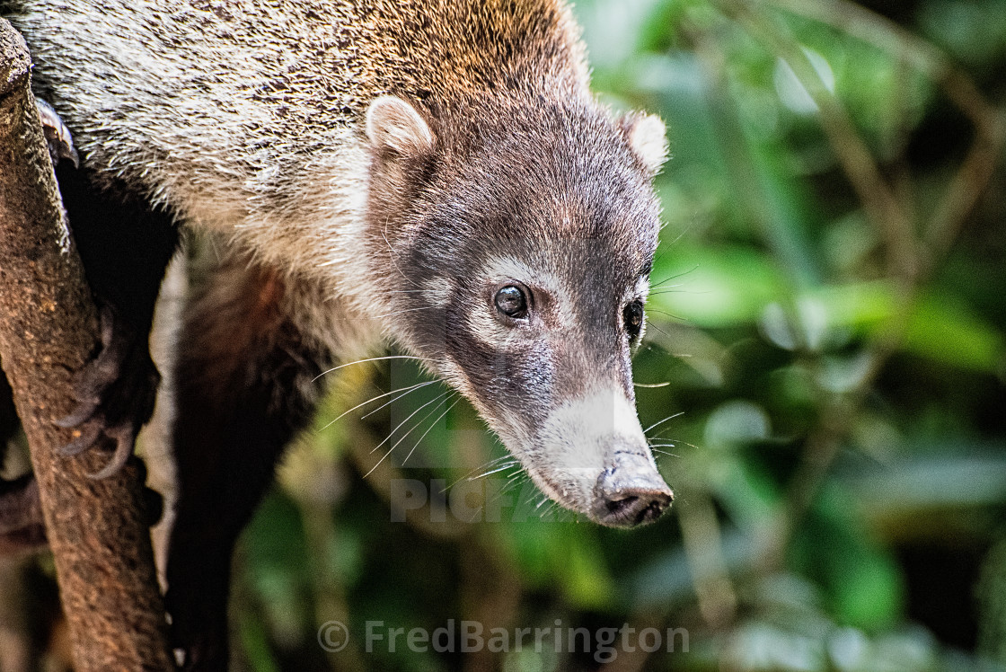 "Coati" stock image