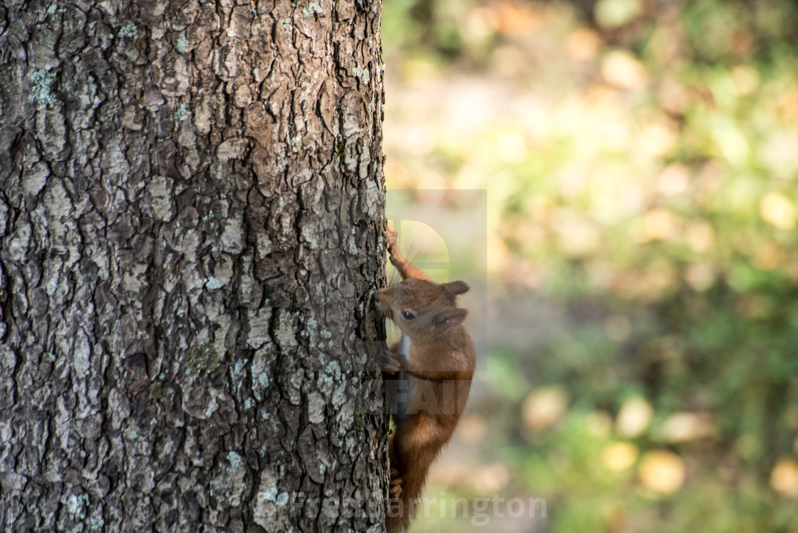 "Red Squirrel" stock image