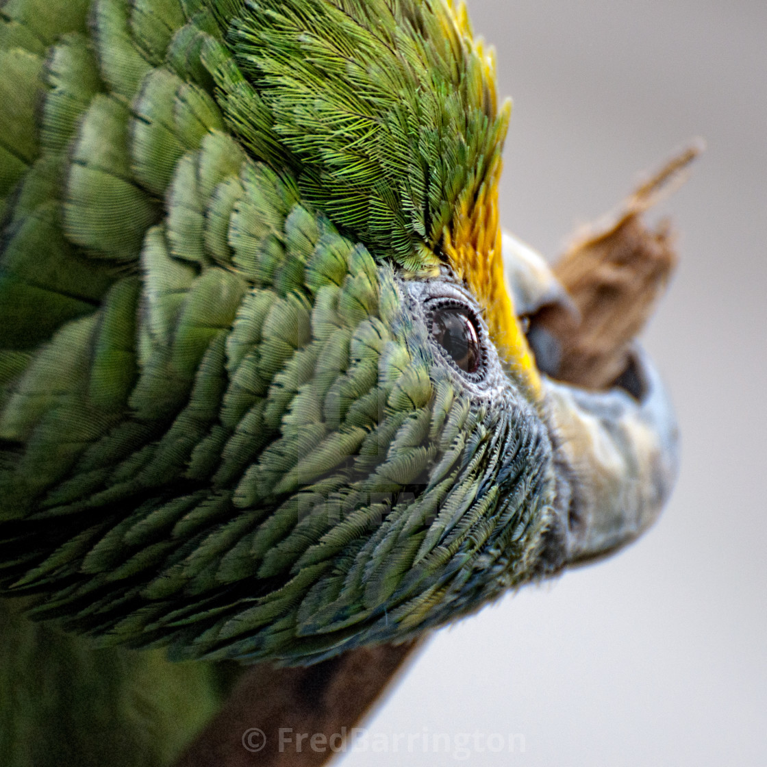 "Parrot" stock image