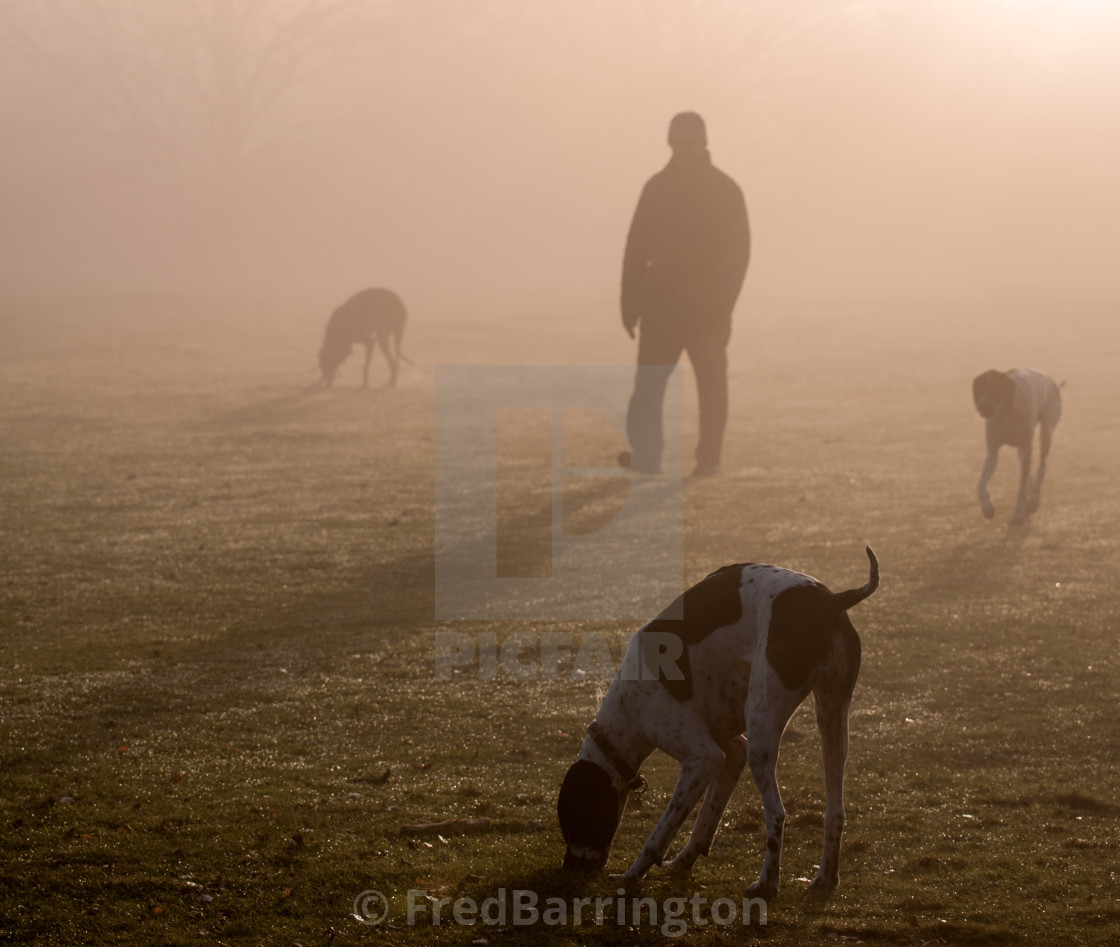 "Man and his dogs in the mist" stock image