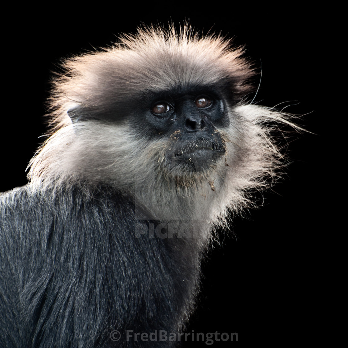 "Purple Faced Langur" stock image