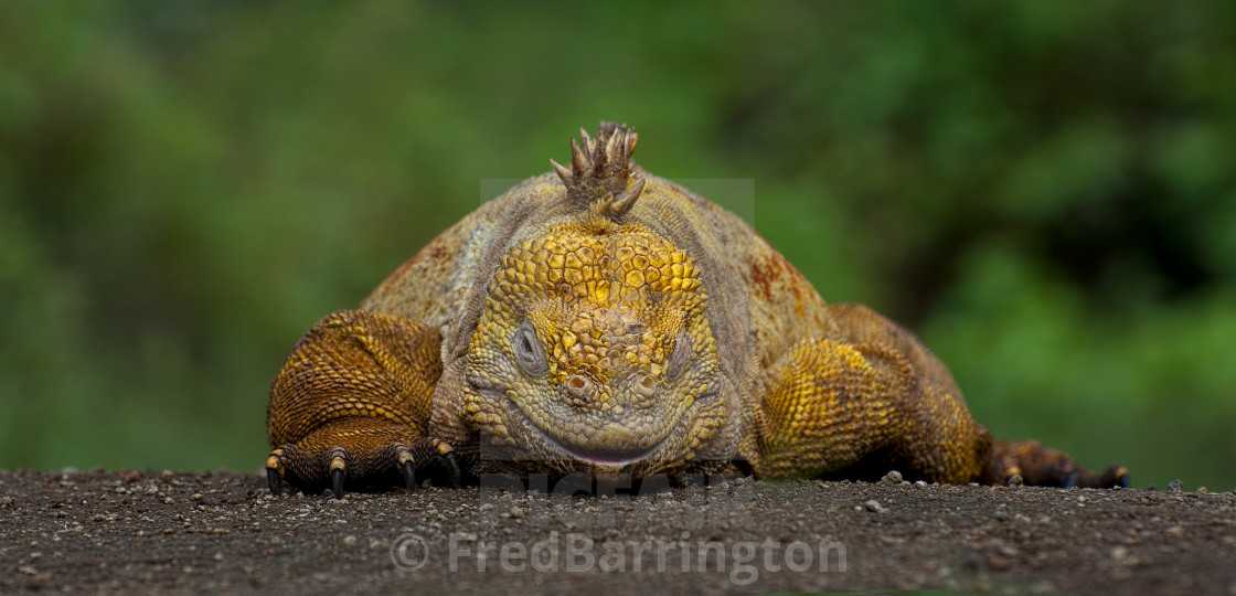 "Land Iguana" stock image