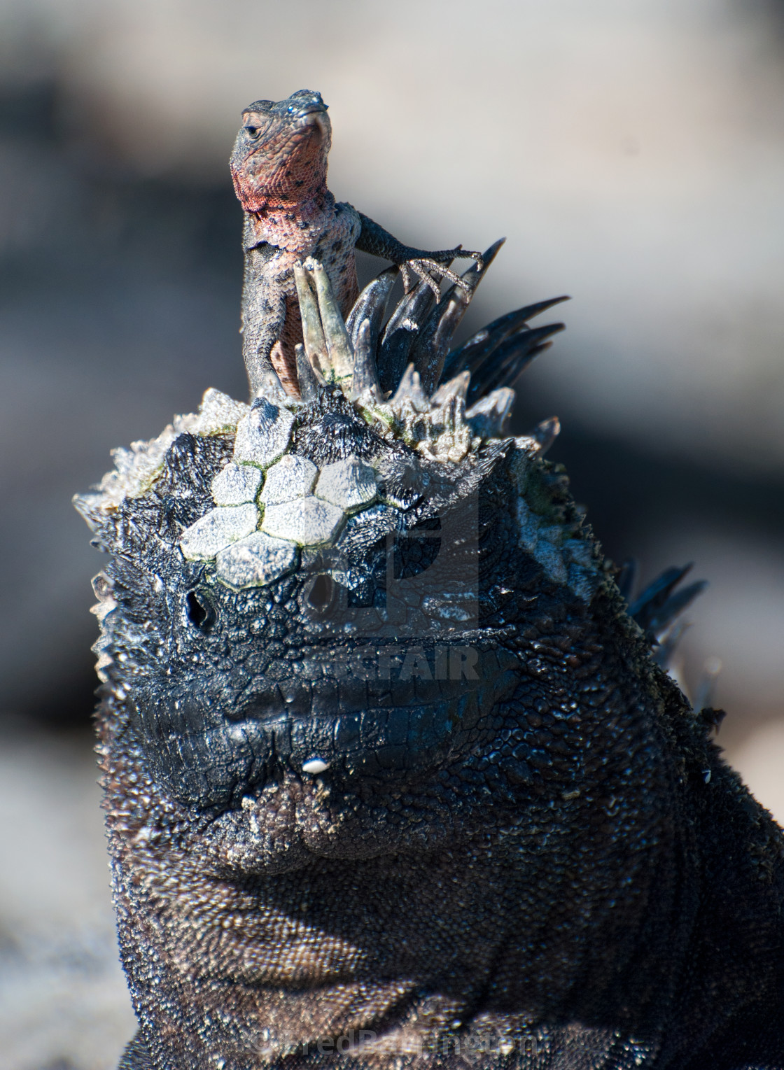 "Larva Lizard on Marine Iguana" stock image