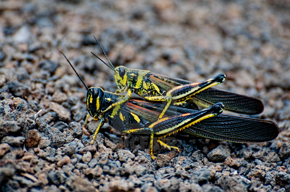 "Mating Grasshoppers" stock image