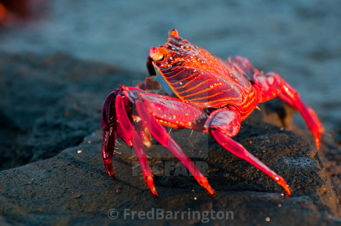 "Sally Lightfoot Crab" stock image