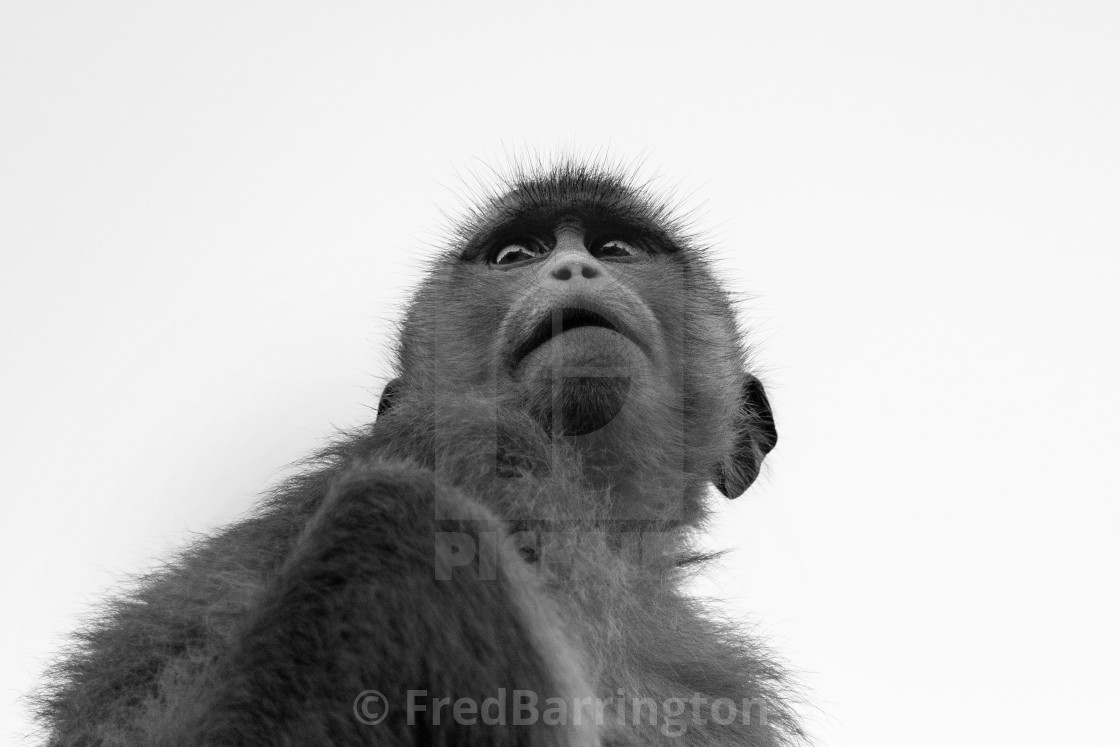 "Monkey" stock image