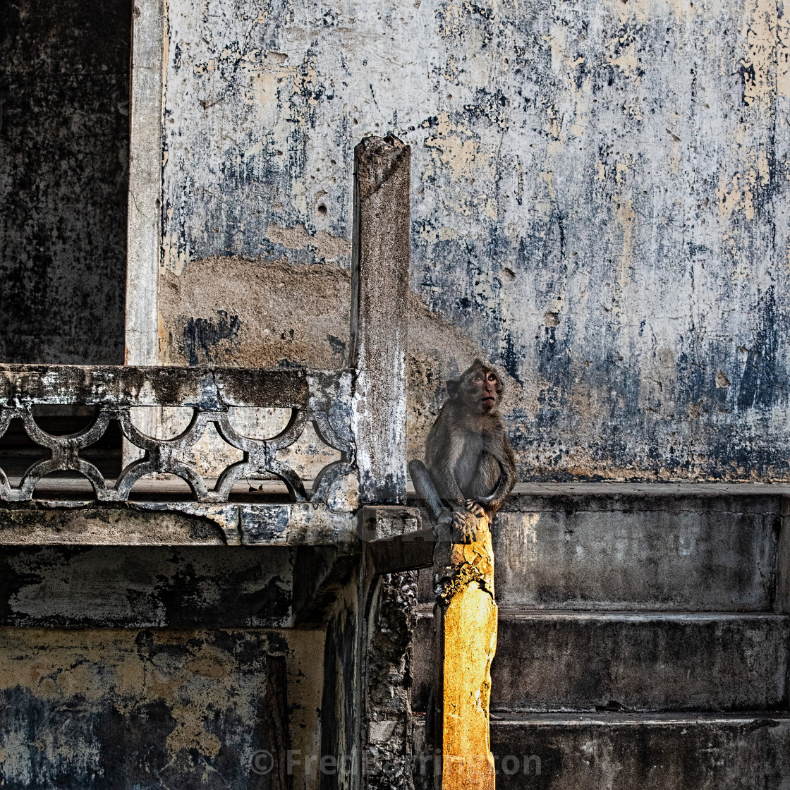 "Monkey at the Temple" stock image