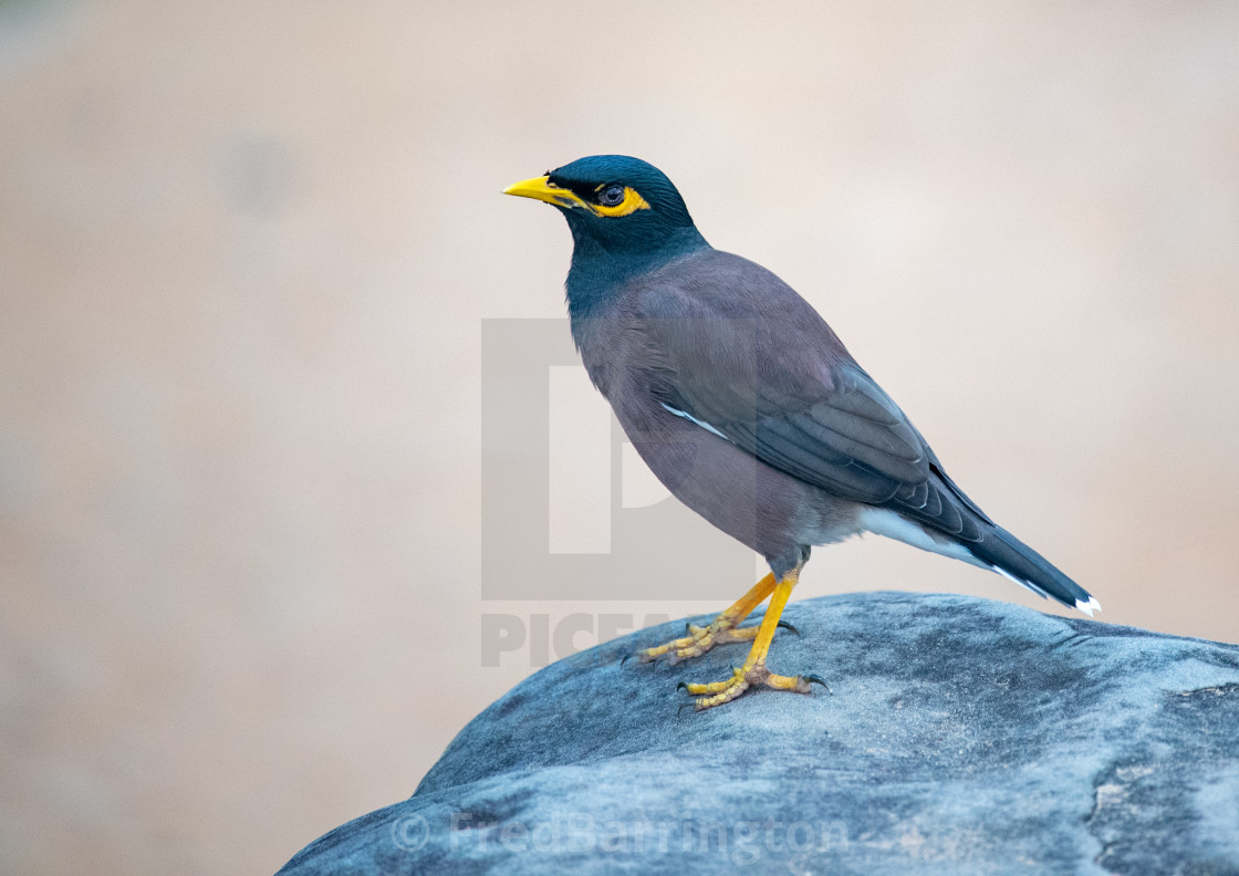 "Mynah Bird" stock image