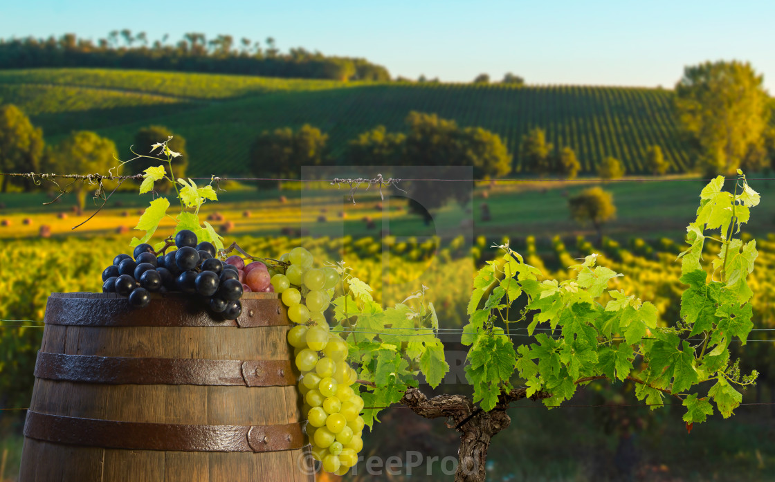 Red Wine With Barrel On Vineyard In Bordeaux Wineyard License Download Or Print For 18 60 Photos Picfair