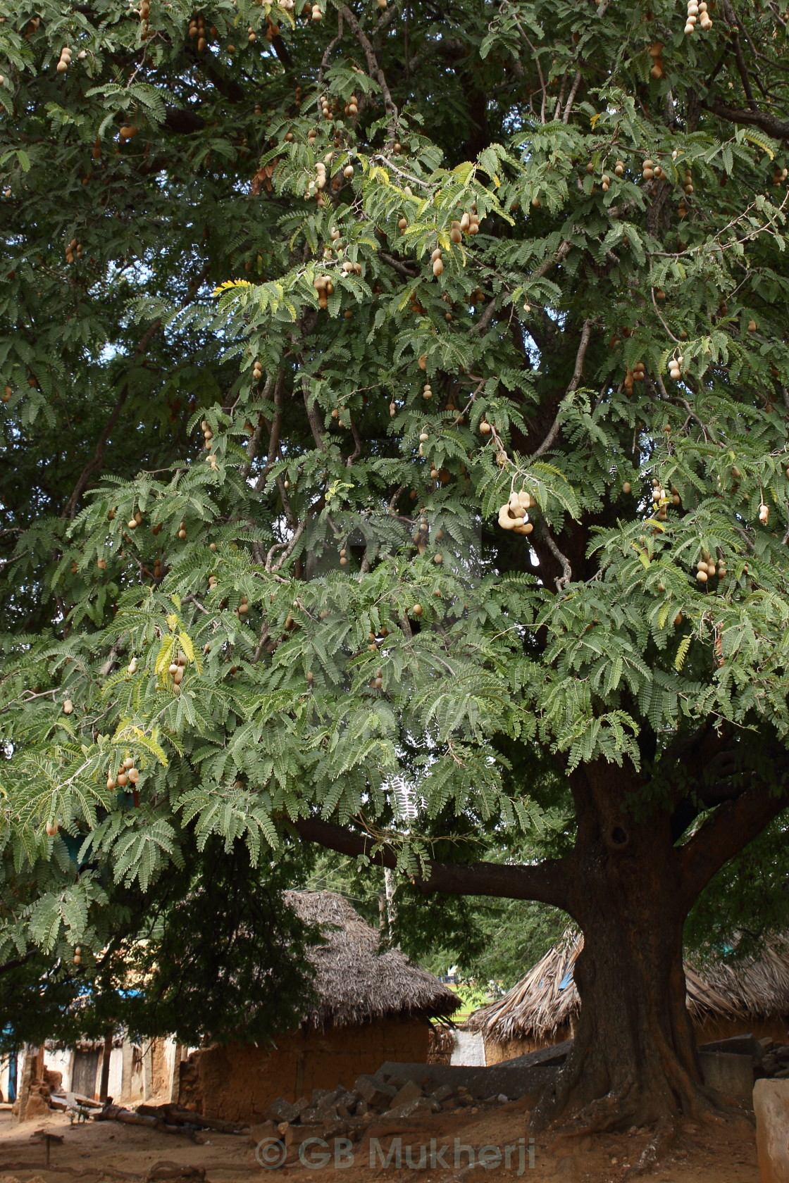 Tamarind Tree License Download Or Print For 6 Photos Picfair