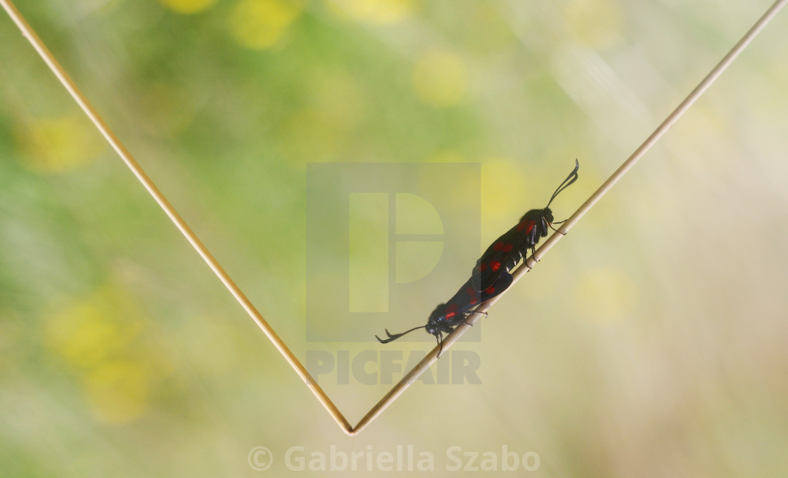 "little insects on the grass" stock image