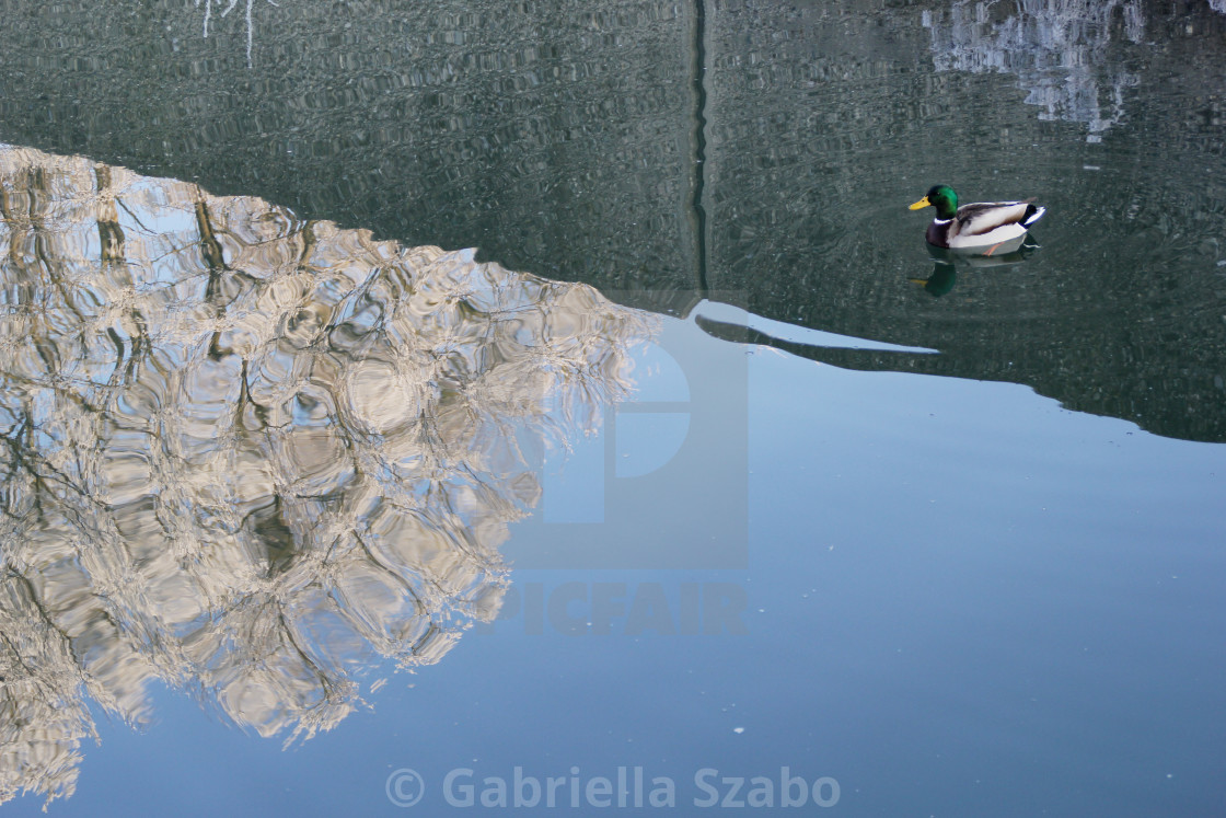 "floating duck" stock image