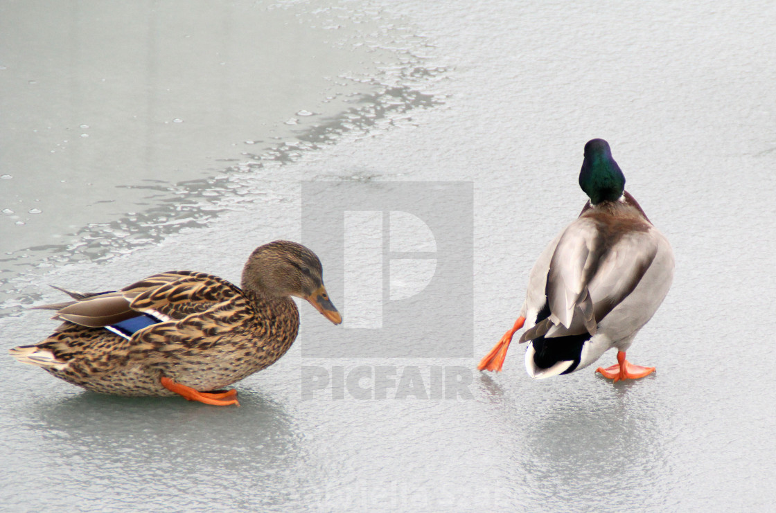 "ducks on the ice of river" stock image