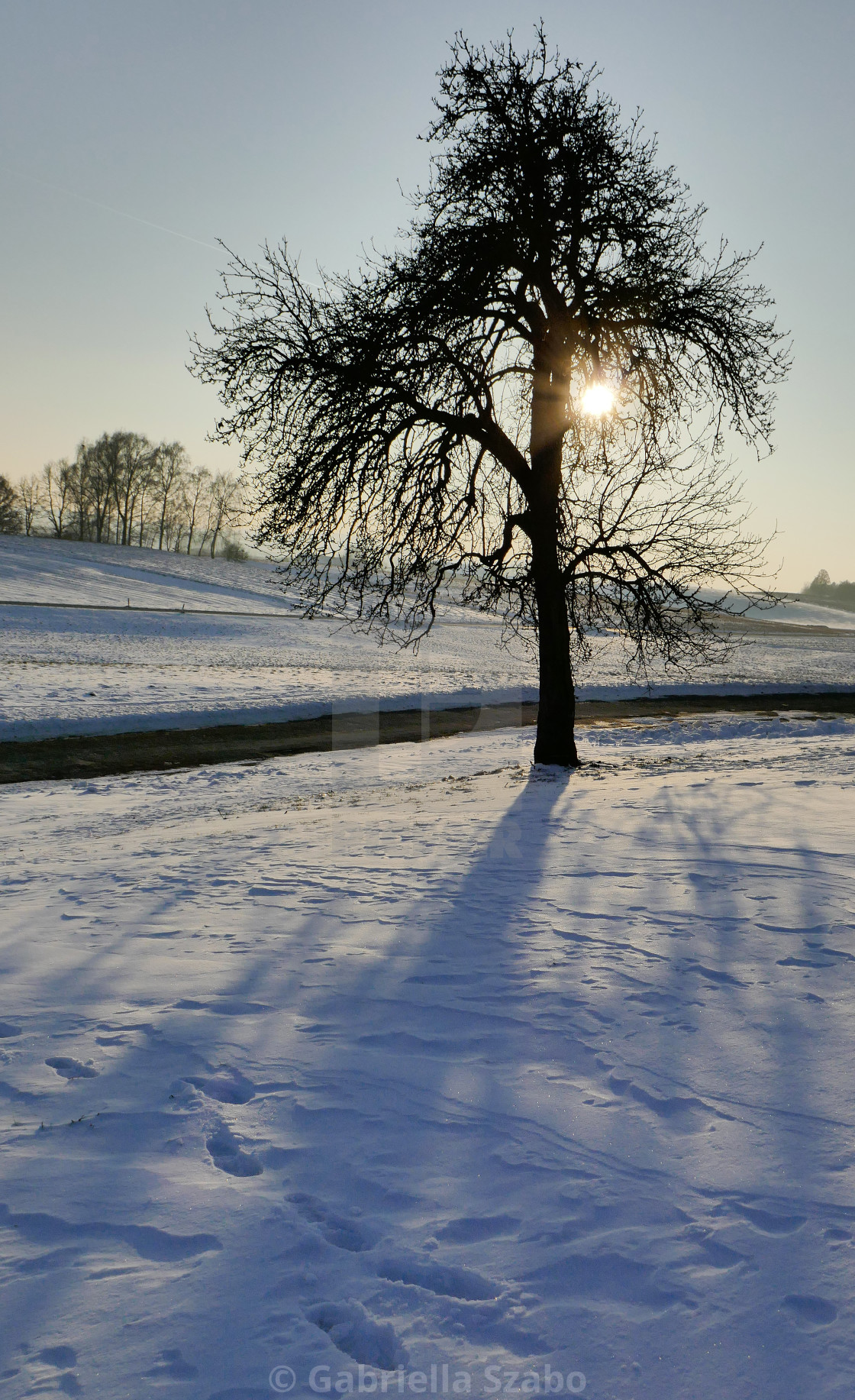 "tree in back light" stock image