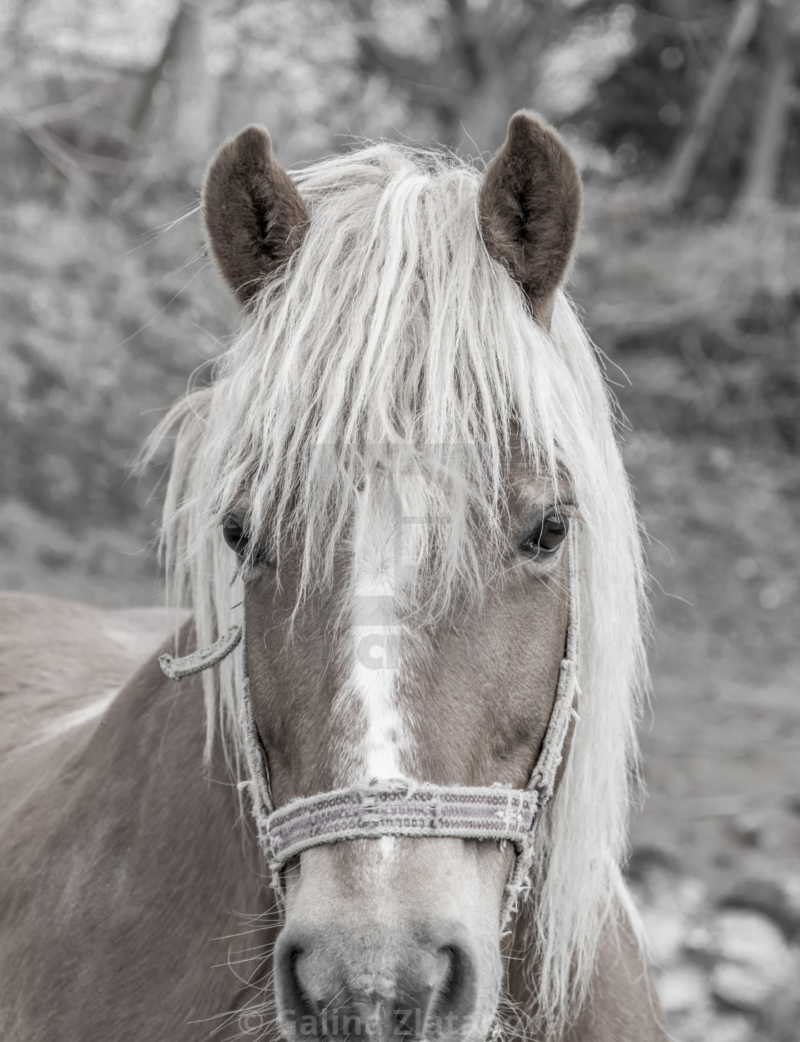 Beautiful Brown Horse With White Mane Close Up Black And White Photo License Download Or Print For 6 20 Photos Picfair Some of these horses are downloads: https www picfair com pics 08164595 beautiful brown horse with white mane close up black and white photo